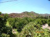 Muğla Dalaman Taşlıburun da 5 330 m2 yerli limon bahçesi satılık